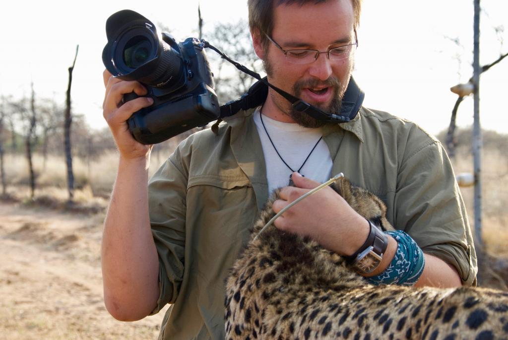 Auswilderungskandidat Gepard