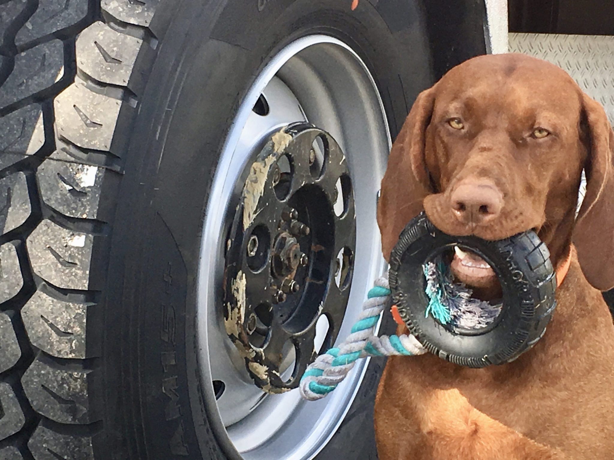 Rechts Nala mit Reifen, Links Hankook AM15+ Baustellenreifen