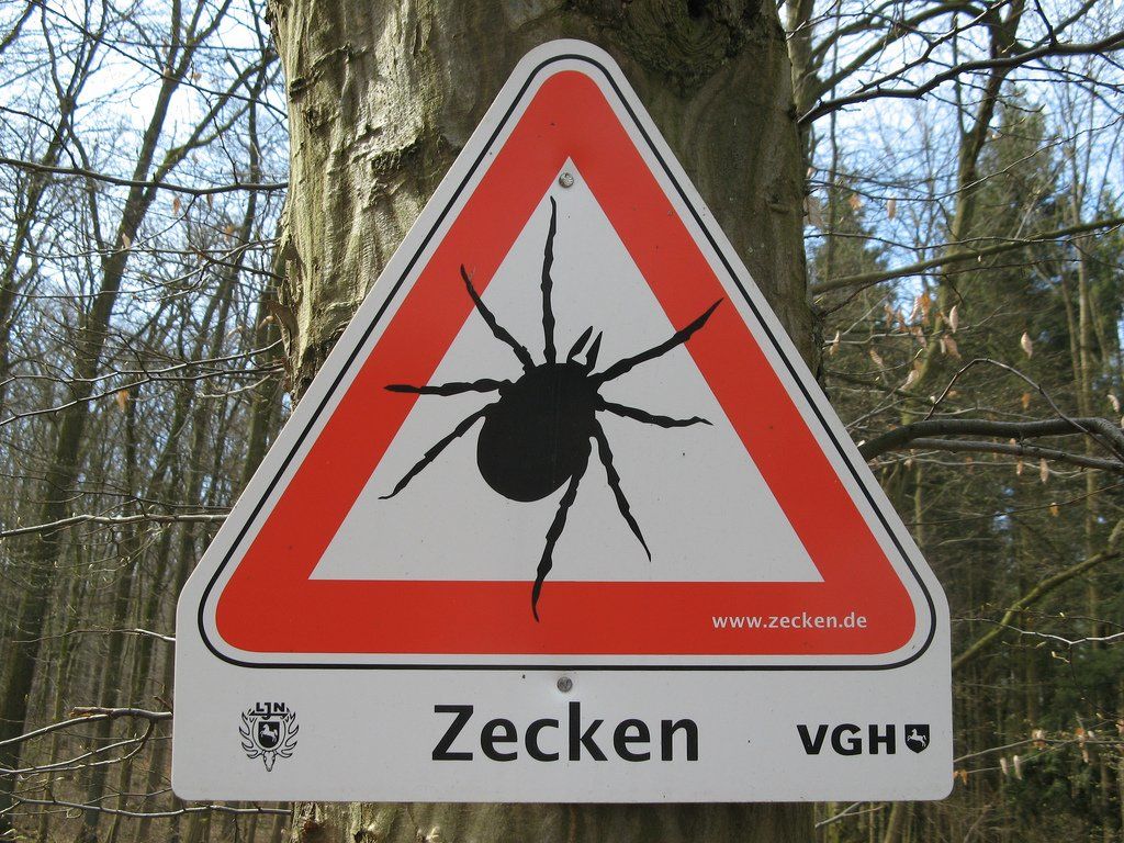Zecken lauern fast überall auf deinen Hund