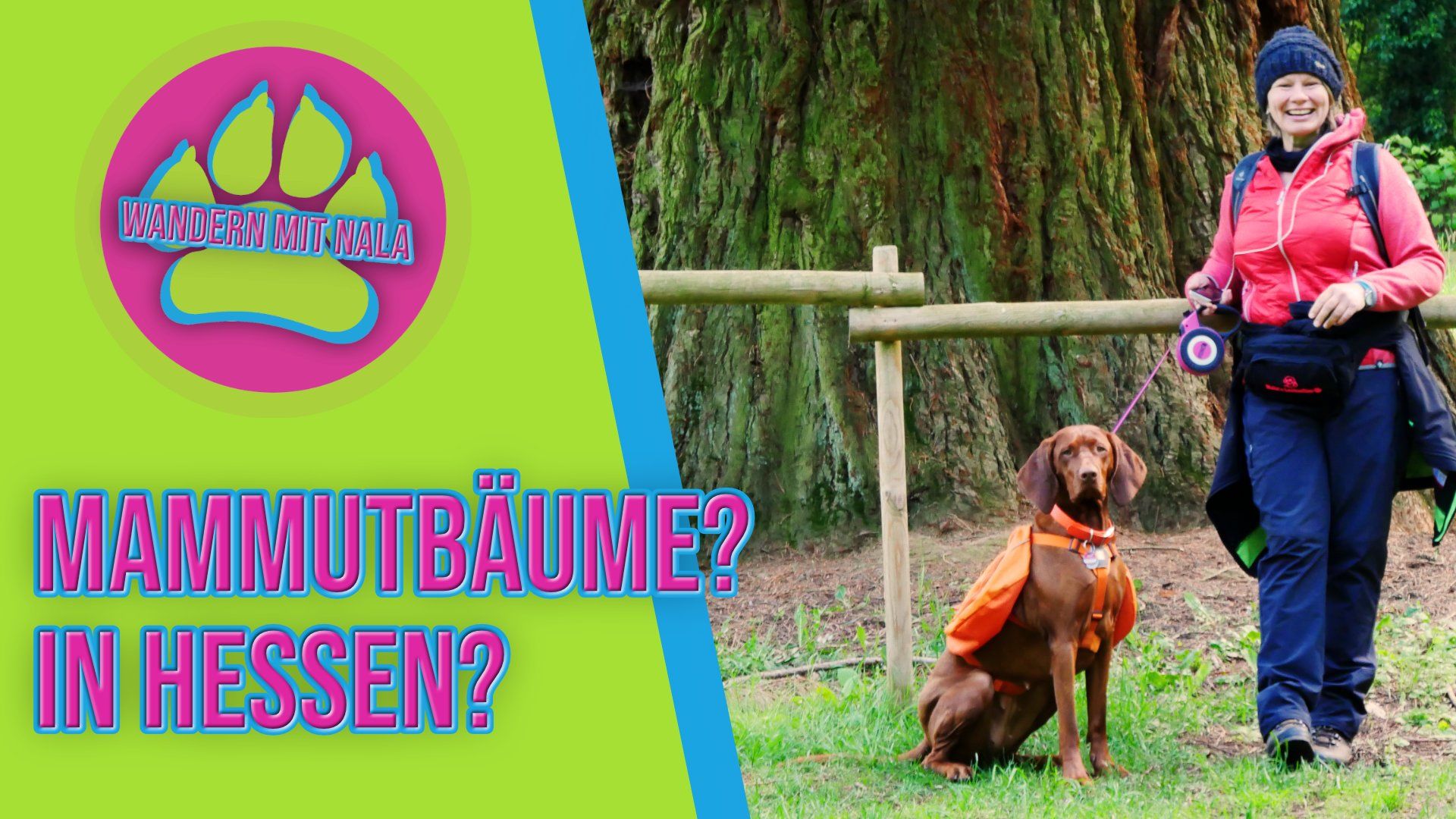 Wandern mit Nala - Mit Hund zu den Mammutbäumen
