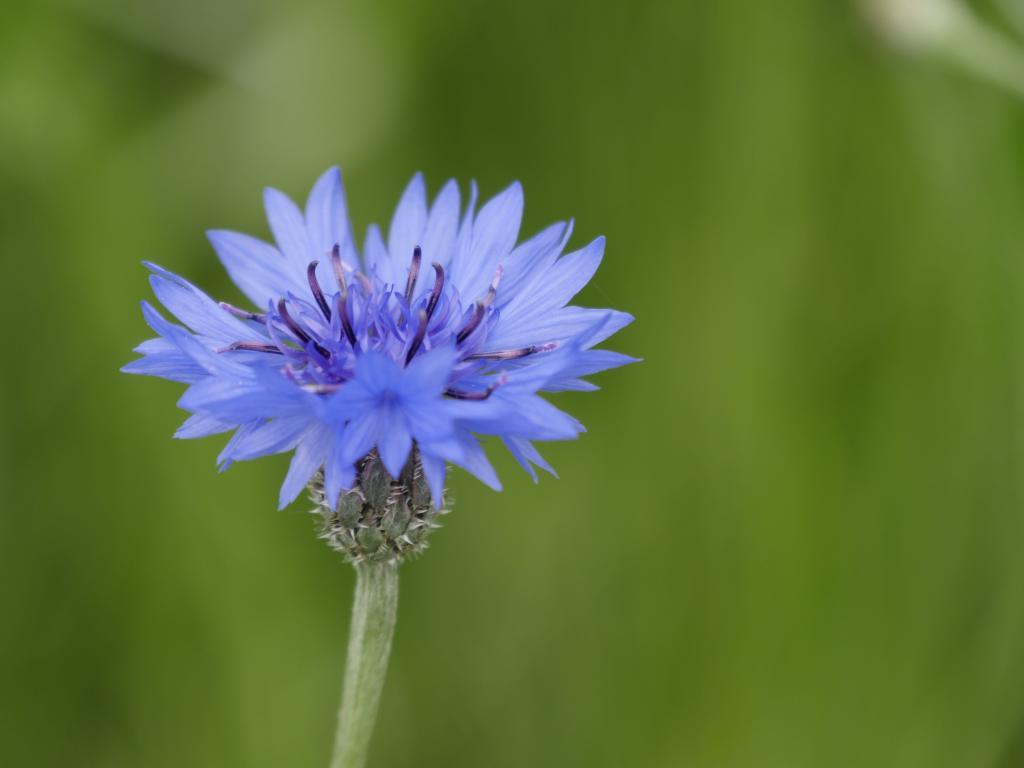 Kornblume an der Haunetalsperre