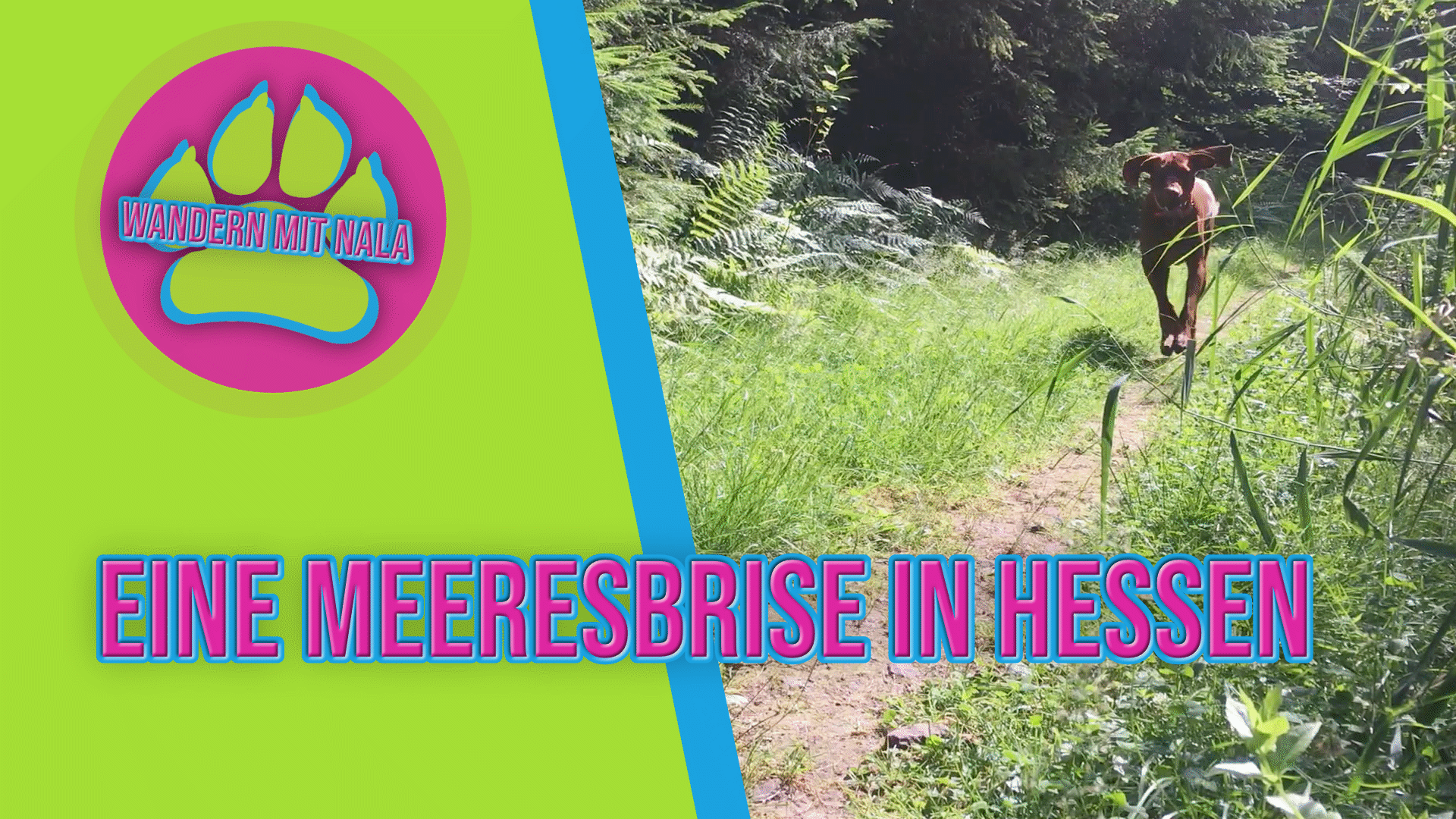 Wandern mit Nala - Eine Meeresbrise in Hessen
