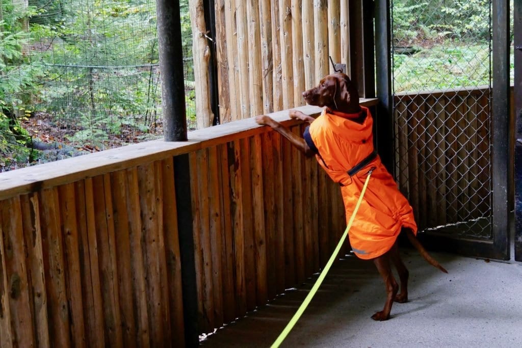 Die meisten Tiere sind Hunde gewöhnt. Nala wirft ein Blick in das Gehege des Wespenbussard.