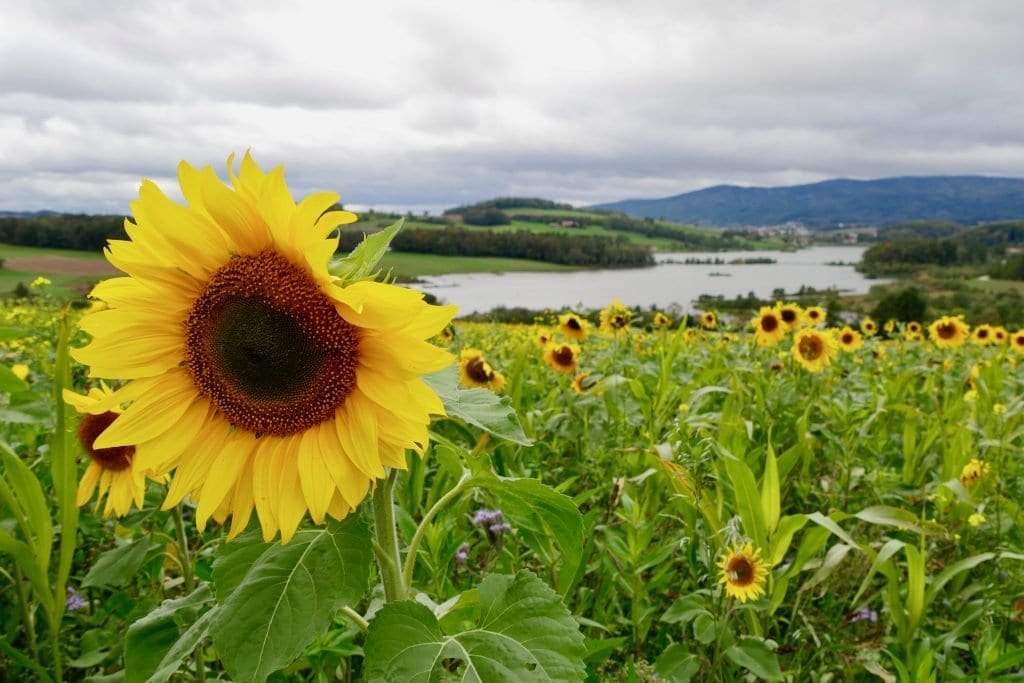 Im Hintergrund liegt der Drachensee