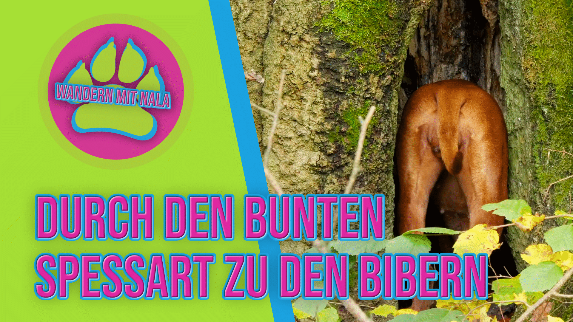 Wir wandern mit Hund im herbstlichen Spessart zu denBiebern