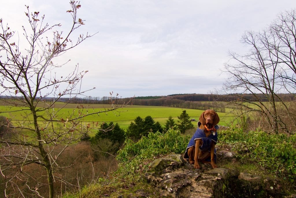 Nala auf den Mauerresten der Beilsteinburg