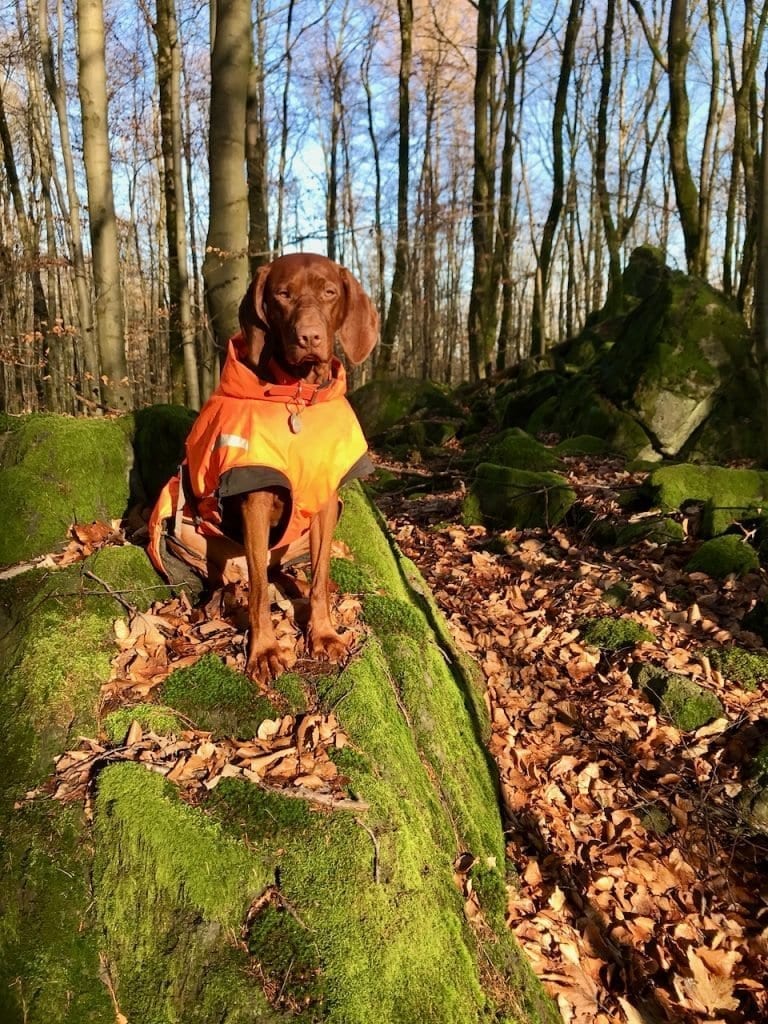 Moosbewachsene Felsen und ein orangener Hund ;).