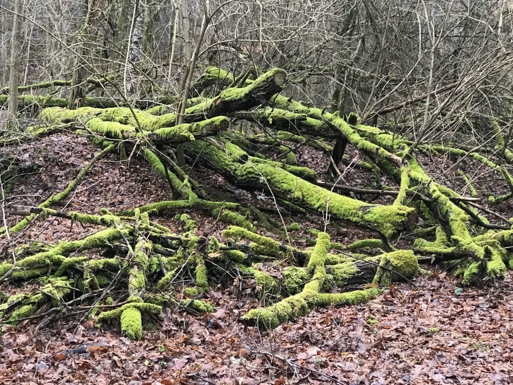Moosbedeckte Bäume zieren unseren Wanderweg