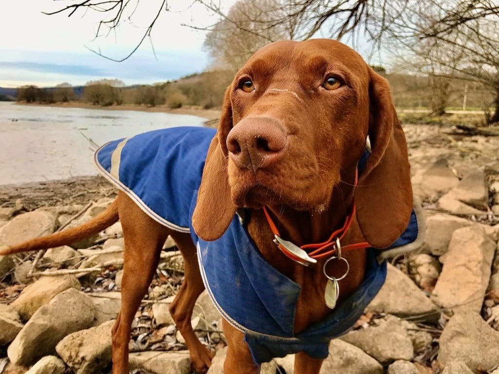 Nala wartet gespannt auf ihr Mittagessen. Wandern macht hungrig.