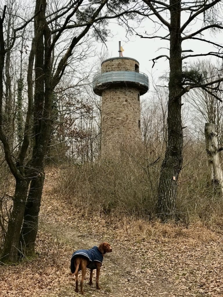 Nala vor der Bellinger Warte. Bald ist die Tour geschafft.