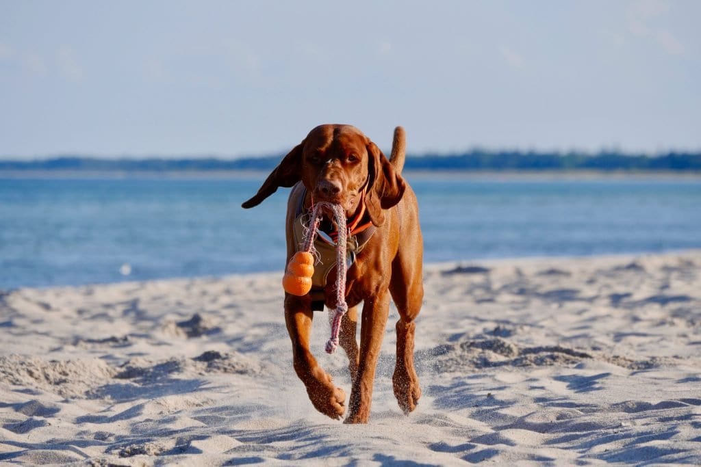 Am dĂ€nischen Strand bringt Nala den verlorenen Ball zurĂŒck