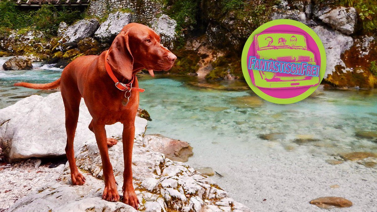 Mit Hund in der Tolminska Korita wandern