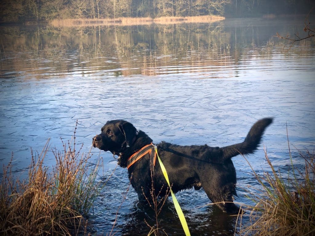 Als Labrador macht Charly kaltes Wasser nichts aus