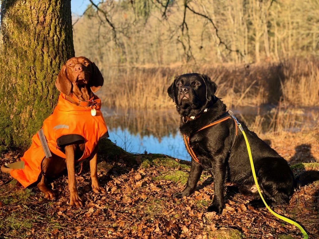 Jagdhunde in ihrem natürlichen Lebensraum ;)