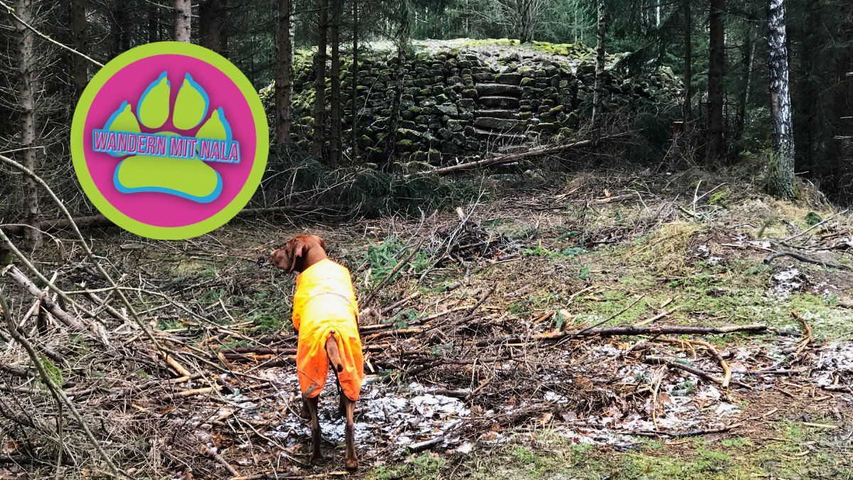 Die Hungerpyramide im Büdinger Wald - Spessart - Wandern mit Hund