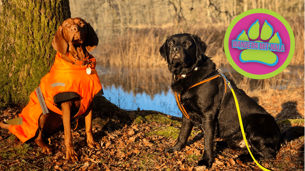 Im Wald der Weiher - Wandern mit Hund