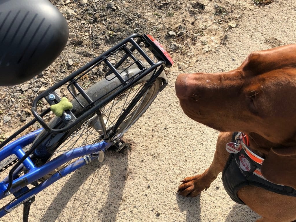 Hunde müssen langsam ans Fahrrad gewöhnt werden. Am besten mit LEckerlis auf dem Fahrrad.