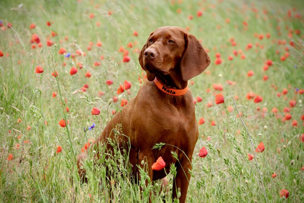In der Mohnblumensaison nicht vergessen Hundefotos im Mohn zu machen!!!
