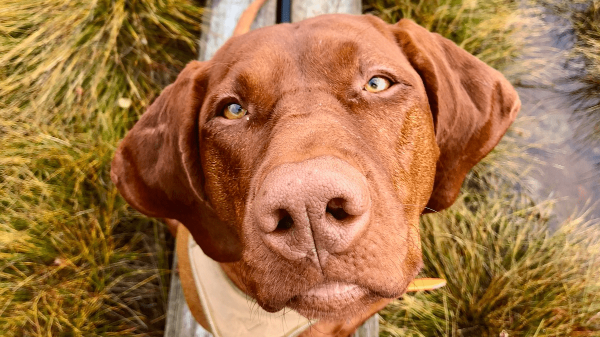 Wandern mit Hund im Store Mosse Nationalpark