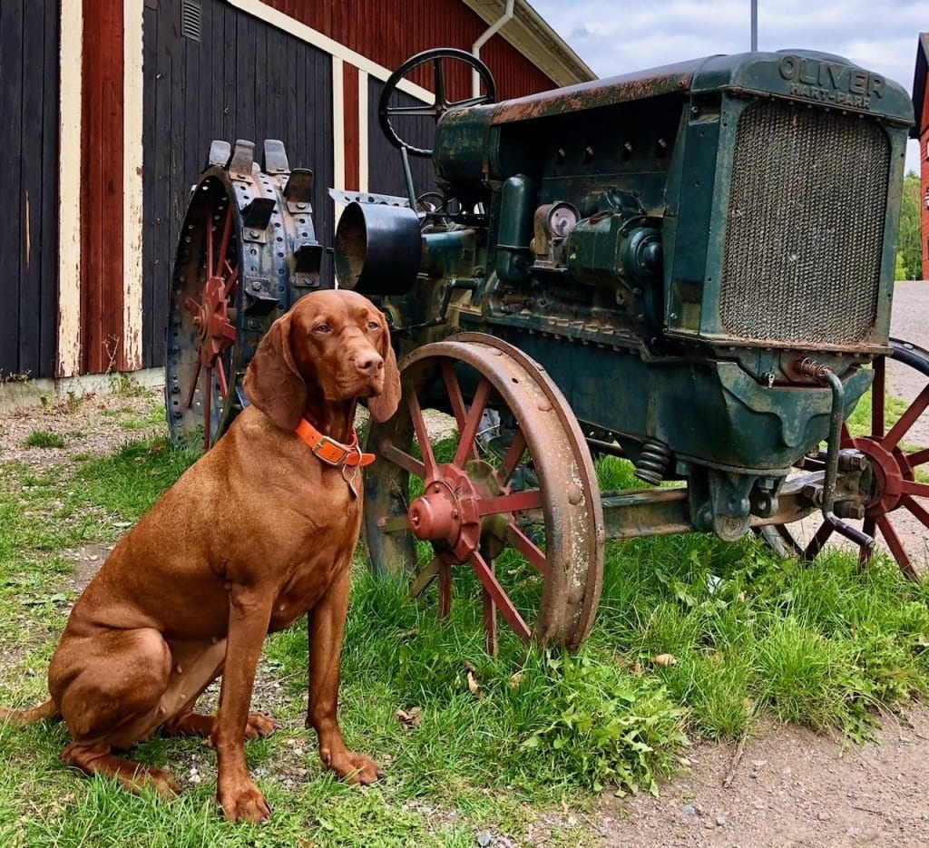 Nala und der alte Oliver Hart-Parr  Trecker mit Rädern aus Eisen