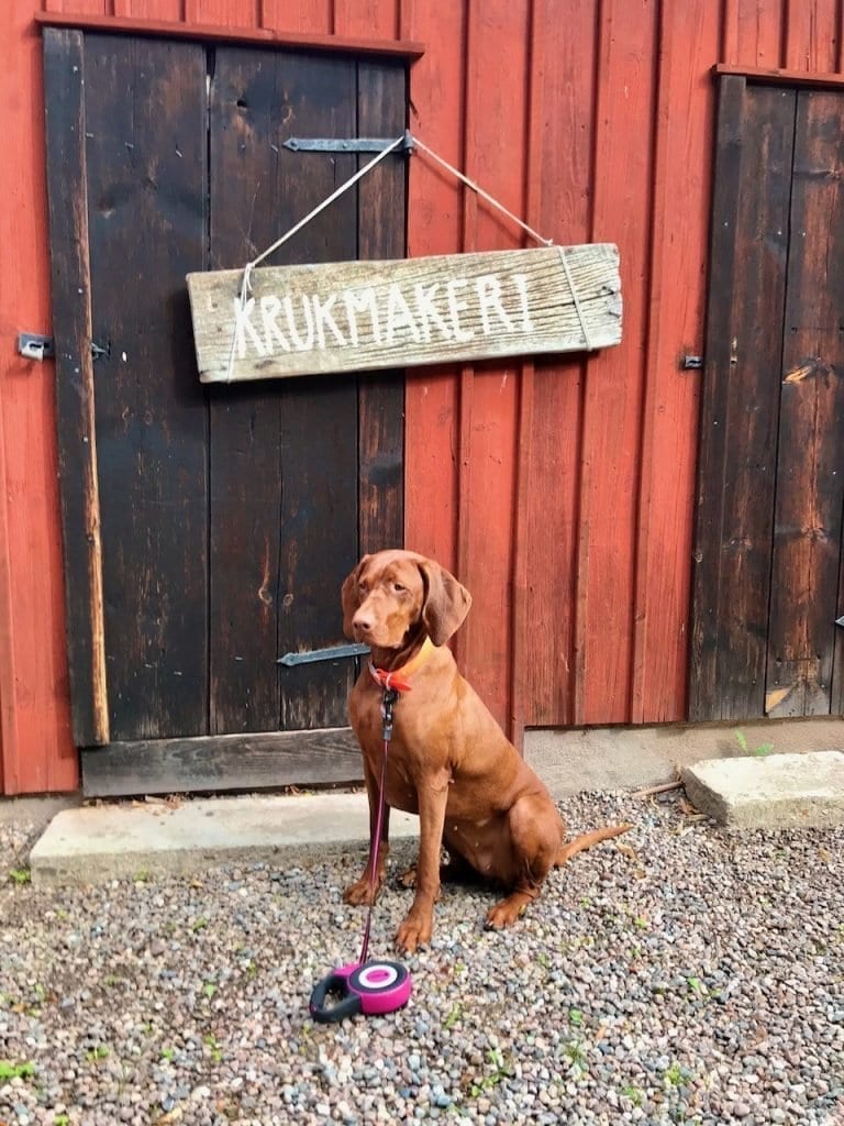 Nala muss leider vor den Geschäften warten