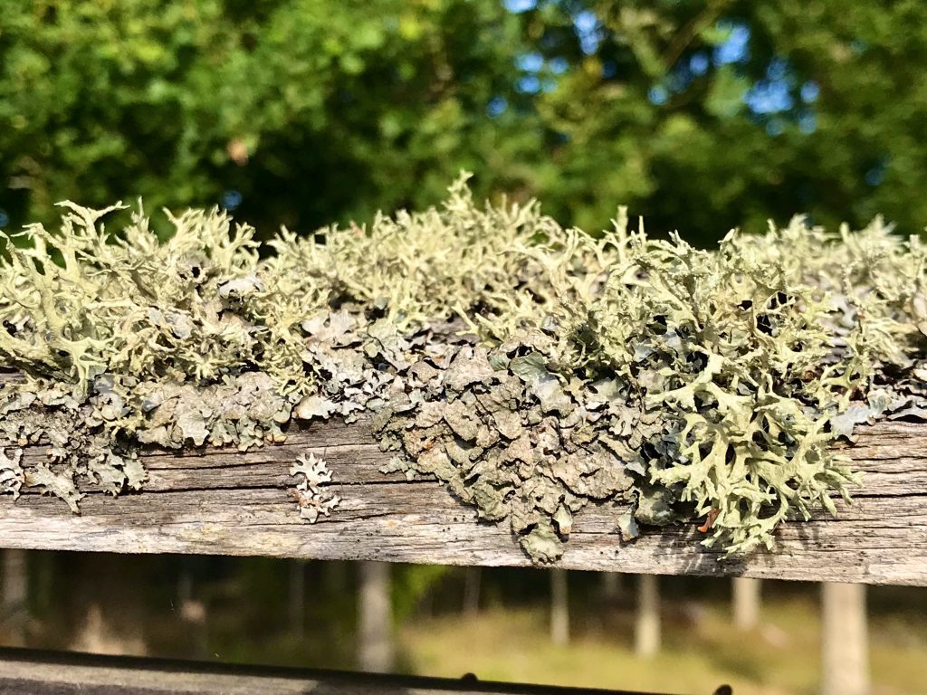 Flechten
