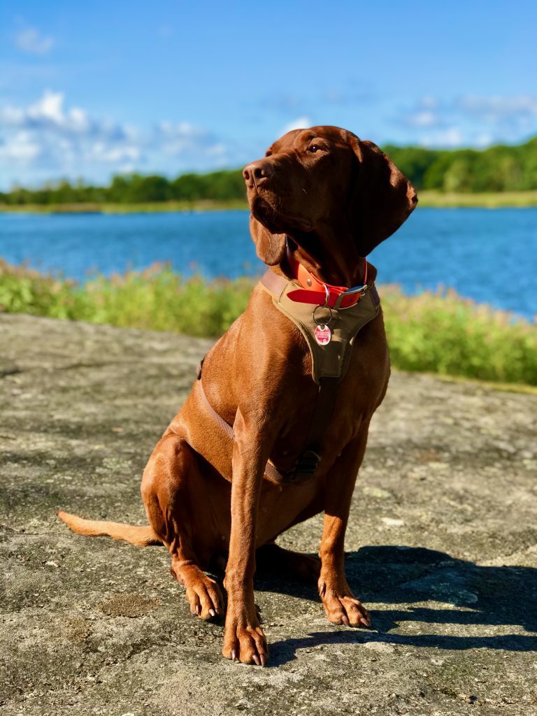 Nala - Queen of Posing